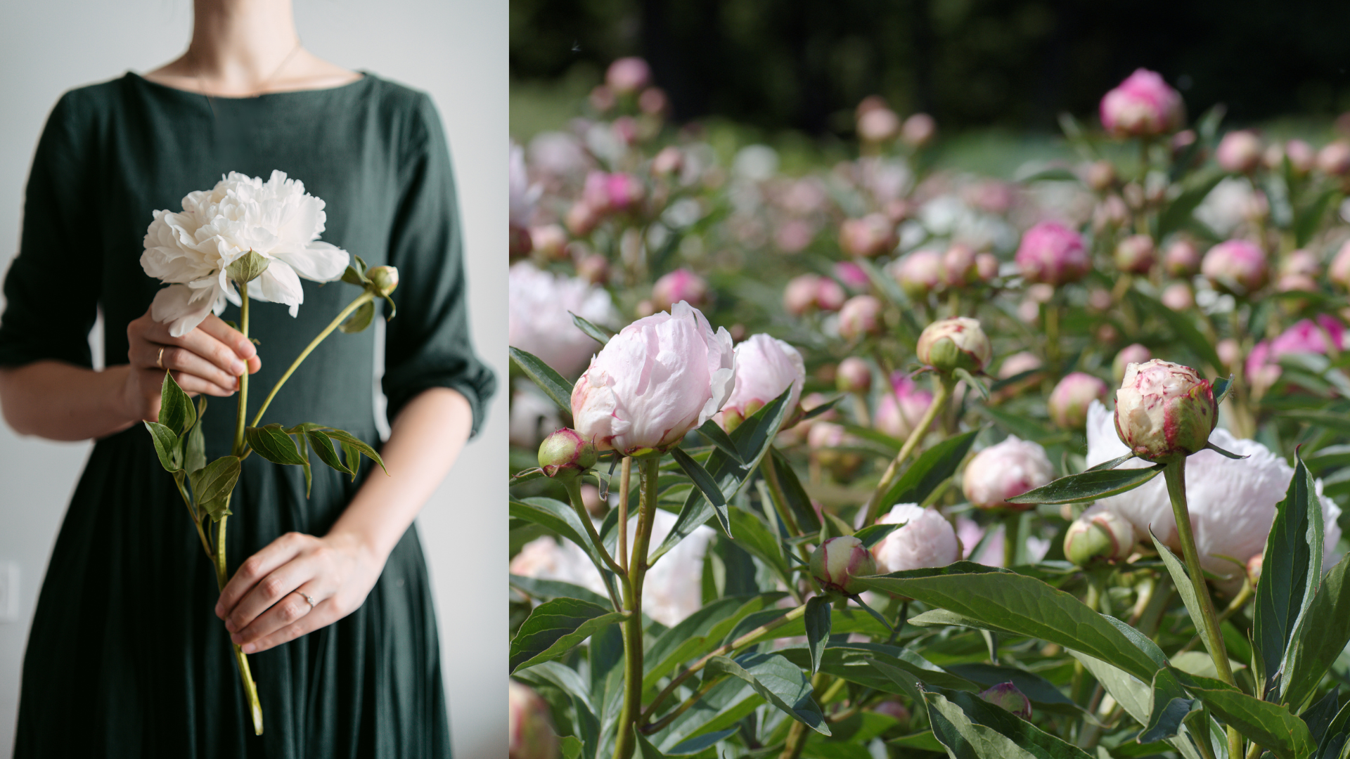 NUENCE MTC : PIVOINE BLANCHE, LA PLANTE ALLIEE DES FEMMES