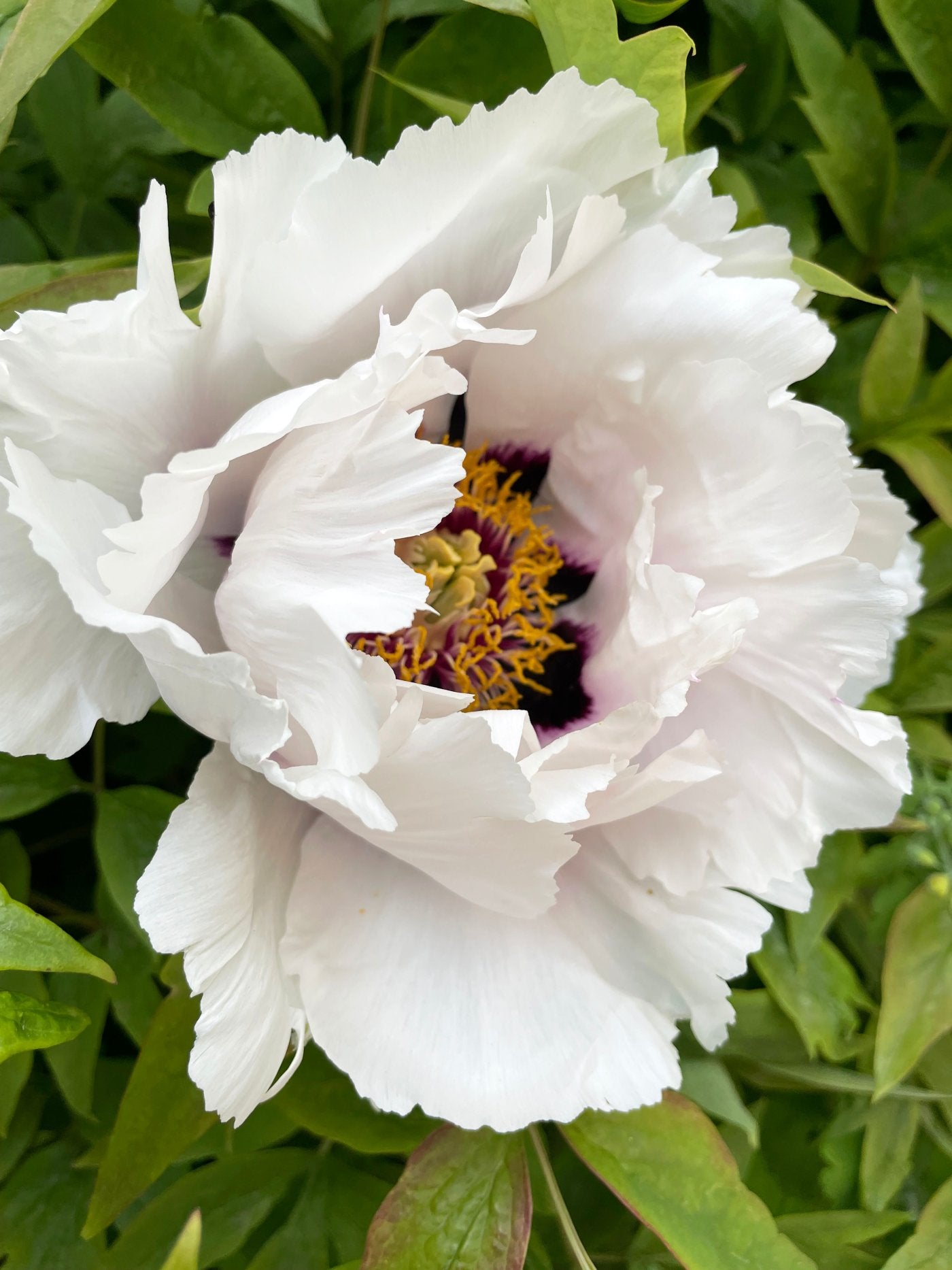 NUENCE - PIVOINE BLANCHE