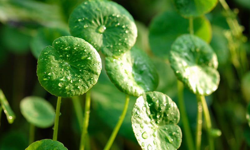 NUENCE - Centella Asiatica plante legendaire