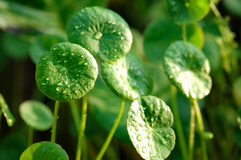 NUENCE - Centella Asiatica plante legendaire