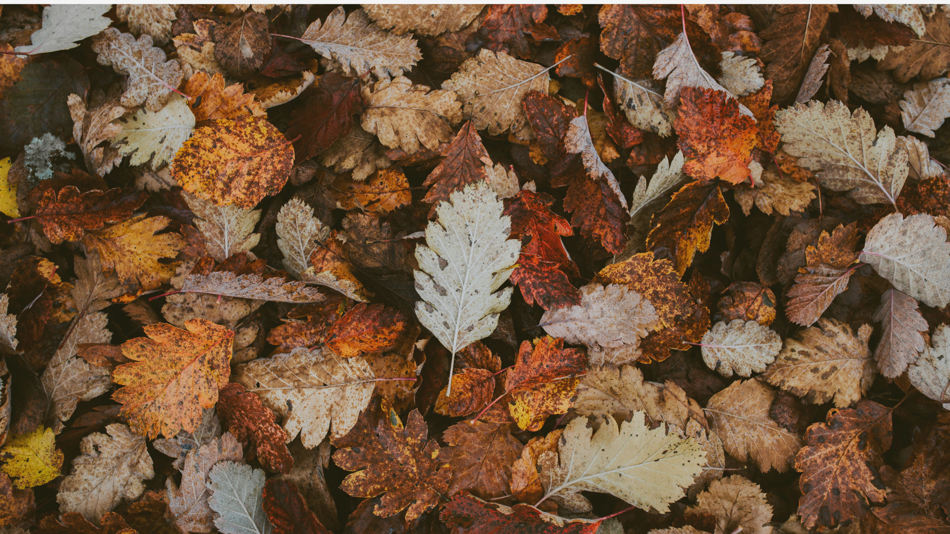 NUENCE ET LA SAISON DE L"AUTOMNE