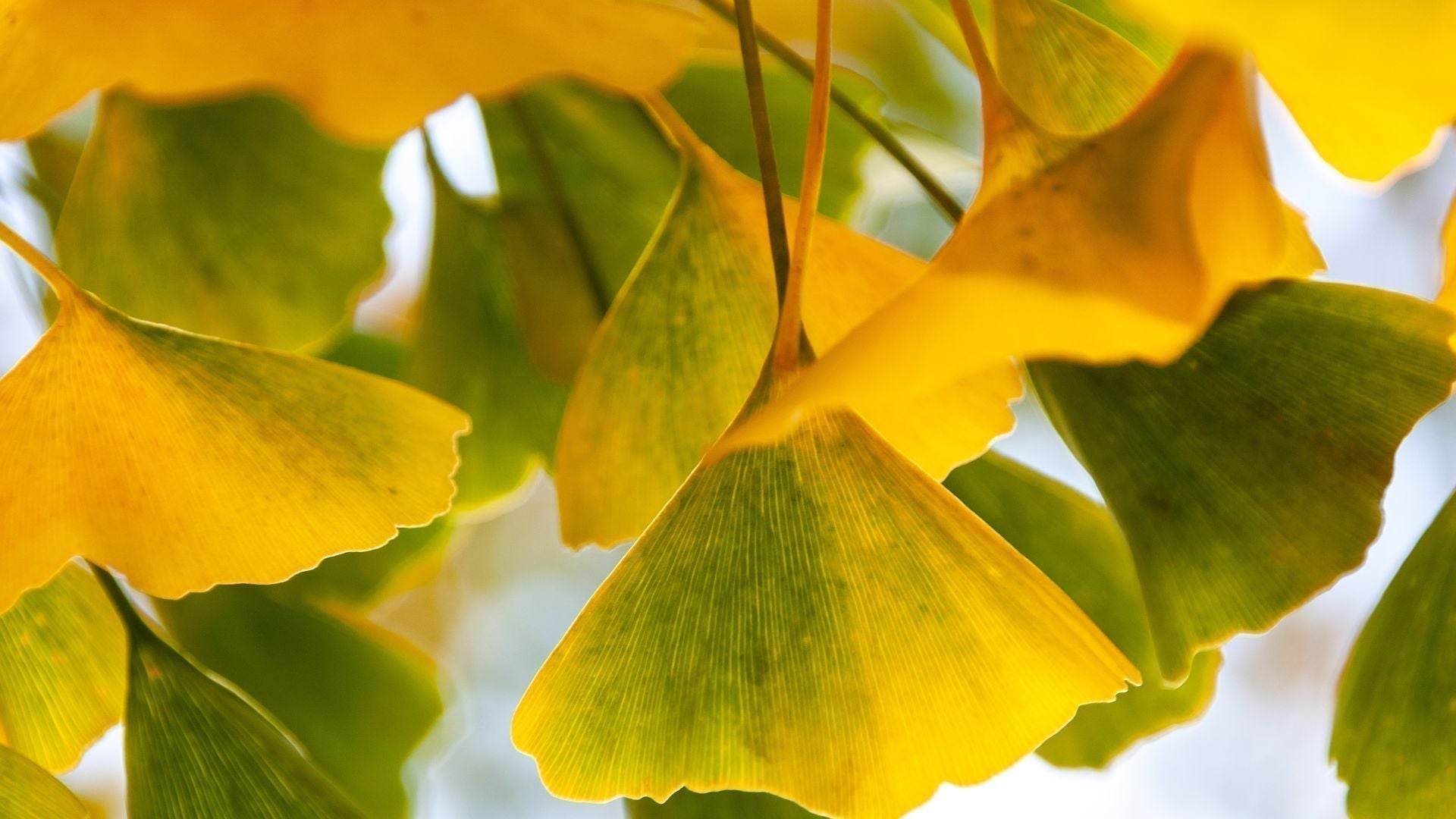 NUENCE MTC GINKGO BILOBA