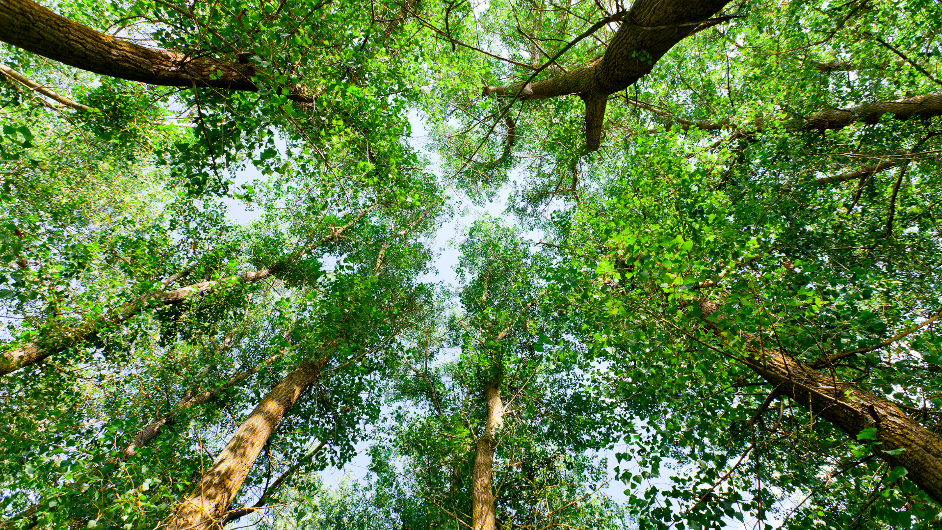 Comment se reconnecter à la nature avec Nuence MTC