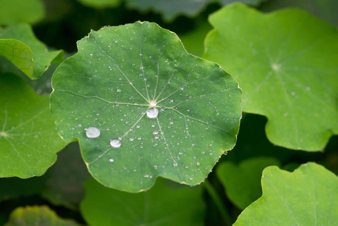 NUENCE - Centella Asiatica