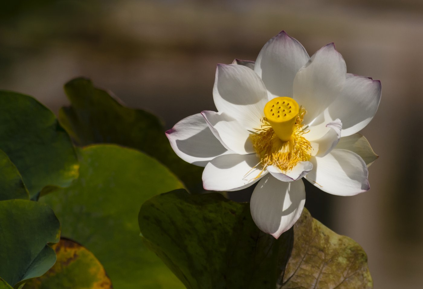 NUENCE - LOTUS SACRE