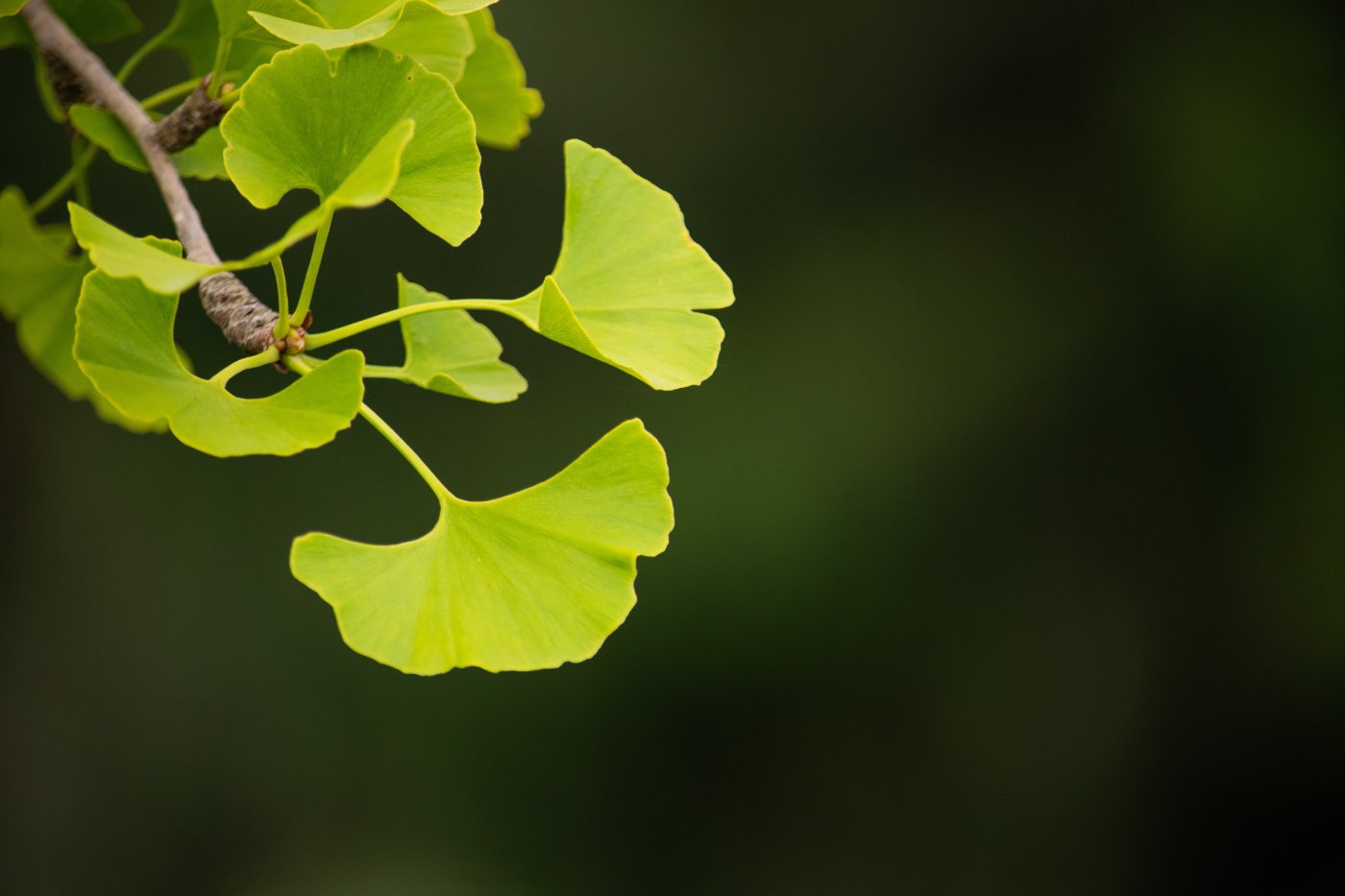 NUENCE - GINKGO BILOBA